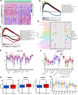 Comprehensive analysis of cuproptosis-related lncRNAs to predict prognosis and immune infiltration characteristics in colorectal cancer